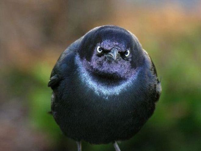 Grumpy bird.