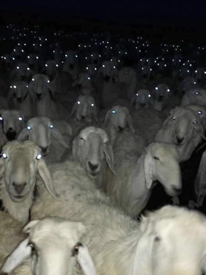 Sheep at night look terrifying.