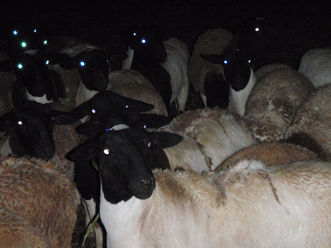 Sheep at night look terrifying.