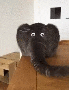 Cat butt with googly eyes look like an elephant.