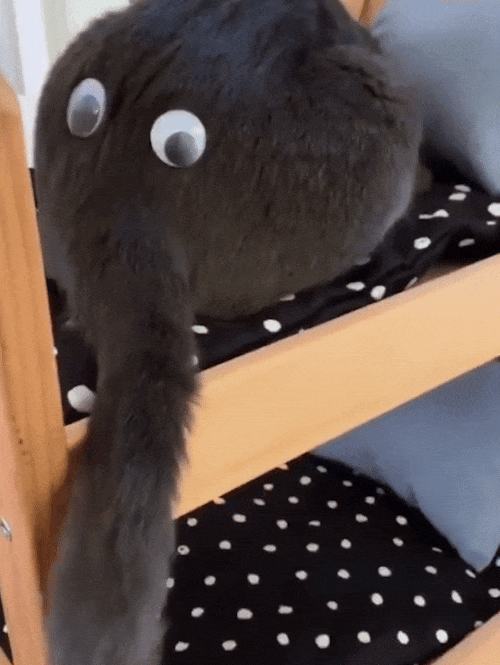 Cat butt with googly eyes look like an elephant.