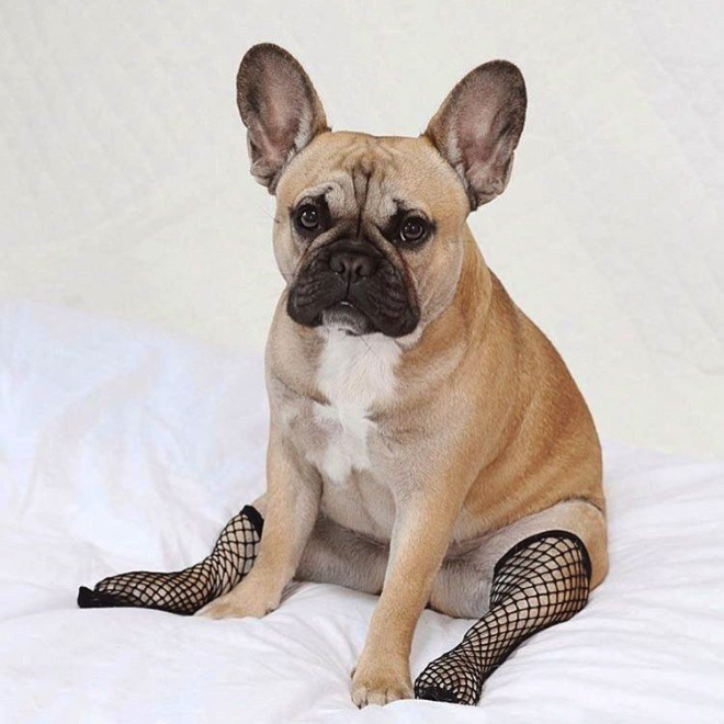 Fishnet stockings for dogs.