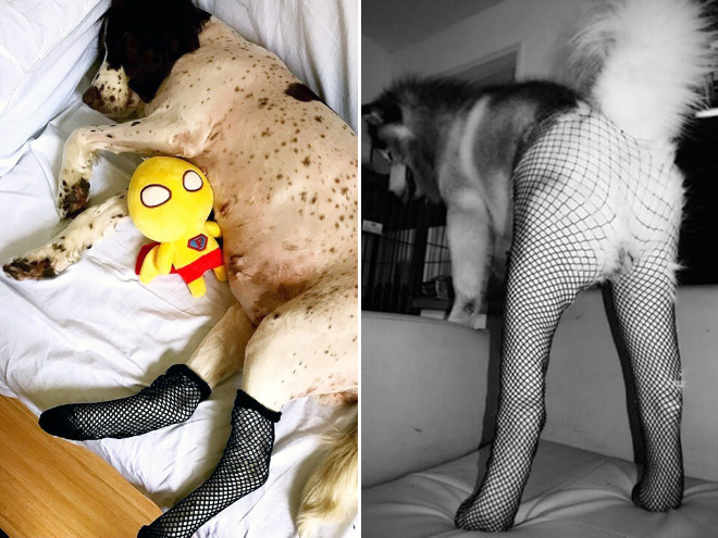 Fishnet stockings for dogs.