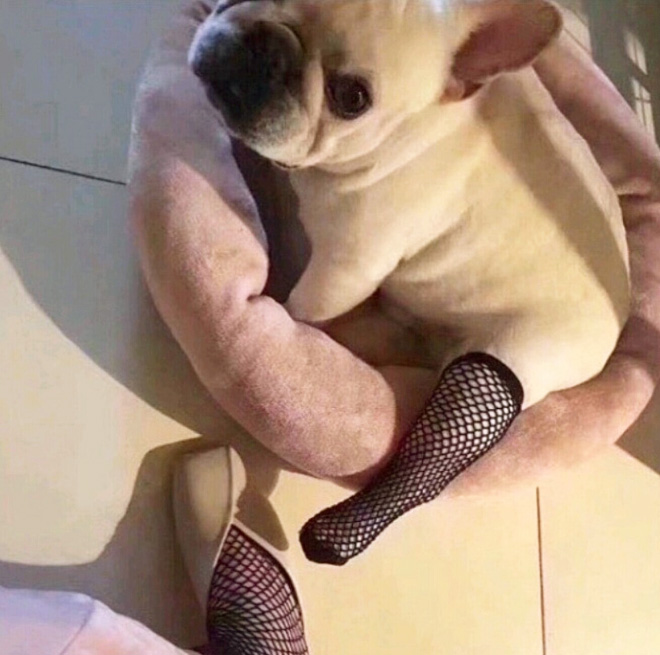 Fishnet stockings for dogs.