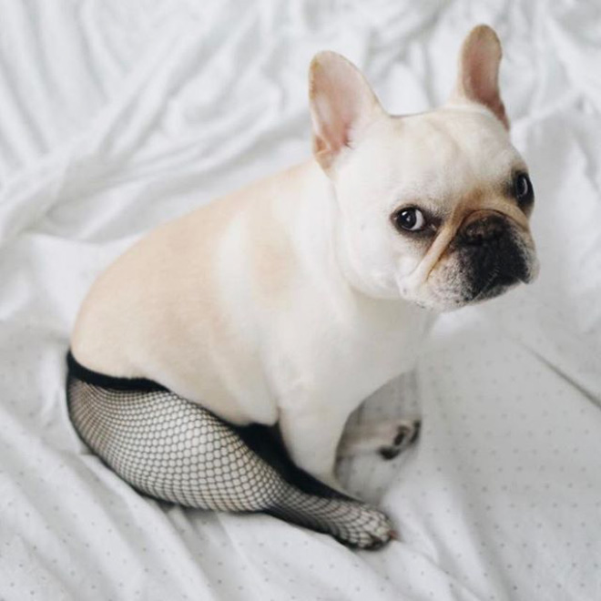 Fishnet stockings for dogs.