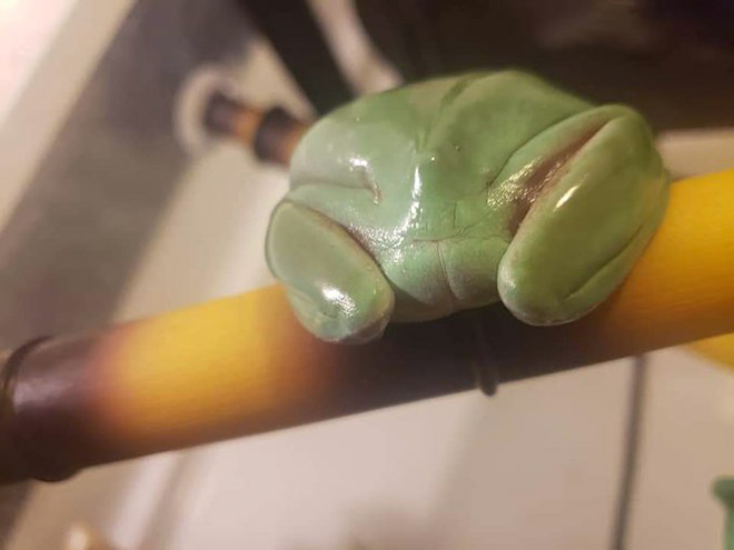 Beautiful frog butt.