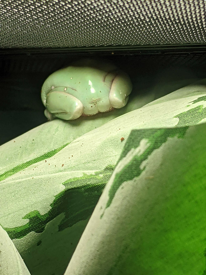 Green frog butt.