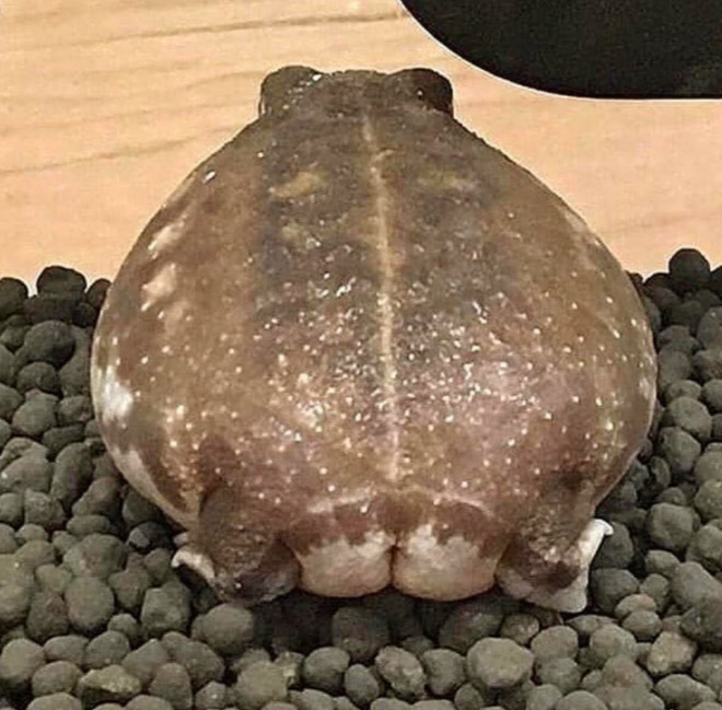 Frog butt.