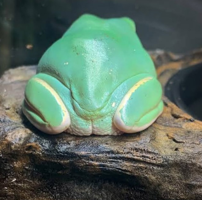 Frog butt.