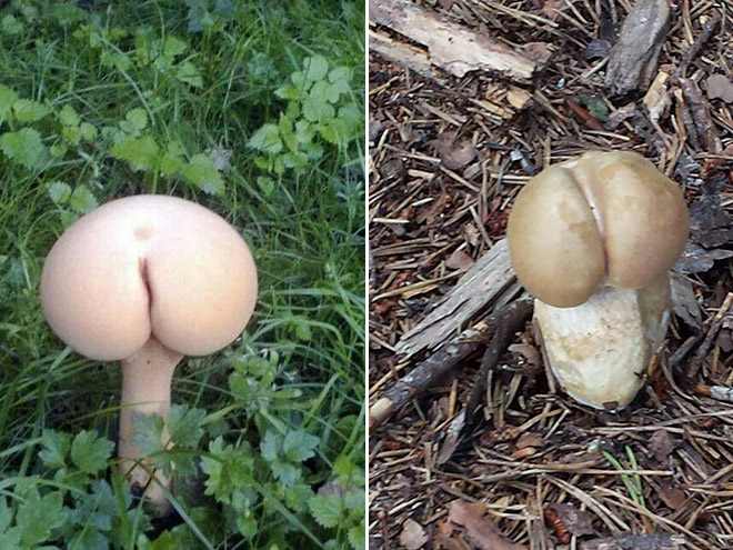 Mushroom butts.