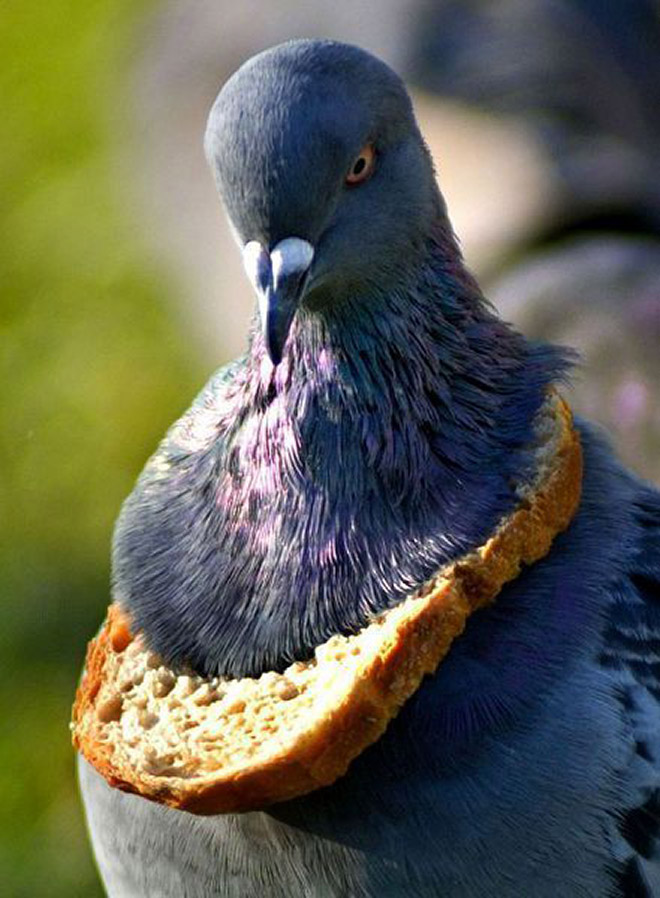 Rich pigeon showing off his bread necklace.