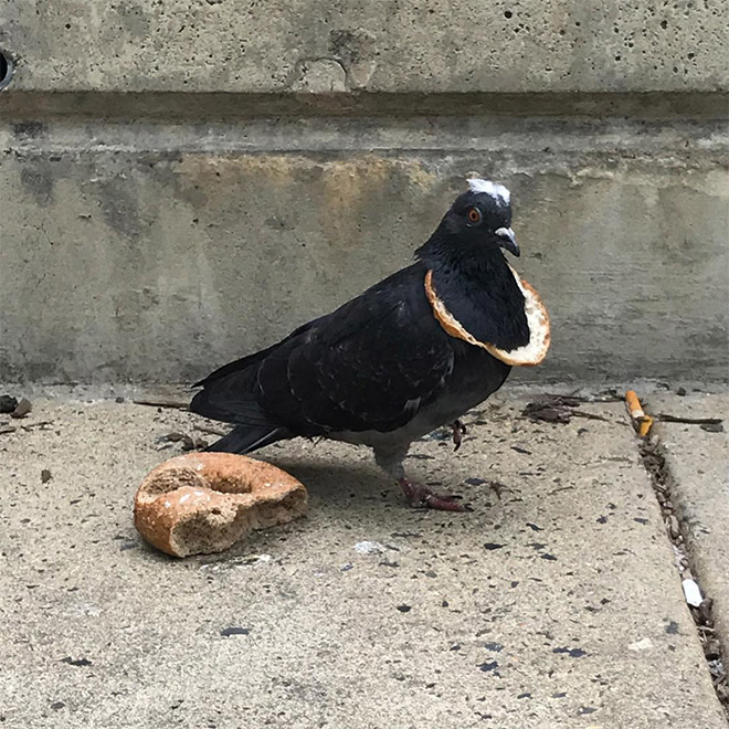 Rich pigeon showing off his bread necklace.