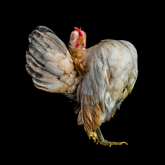 Serama chickens: the most pompous chicken breed.