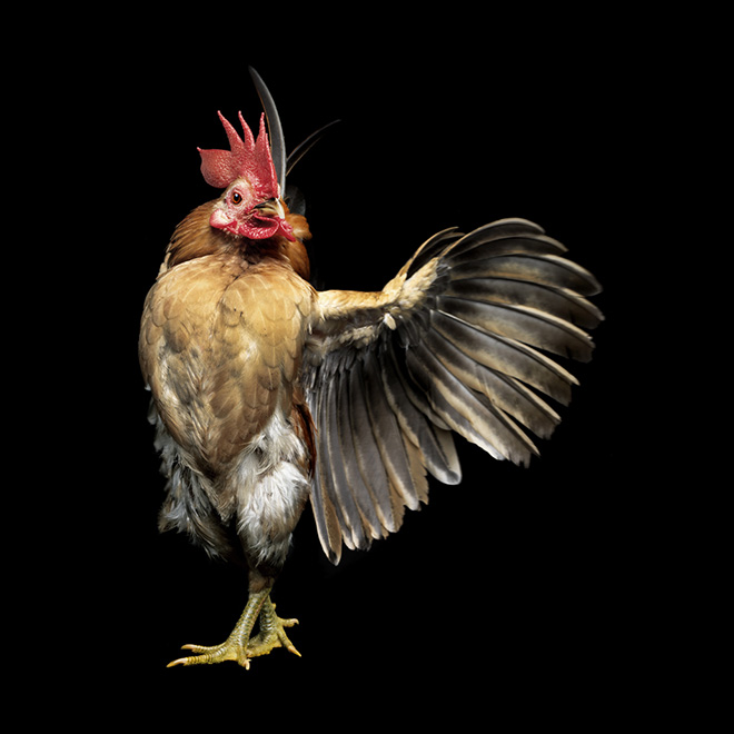 Serama chickens: the most pompous chicken breed.