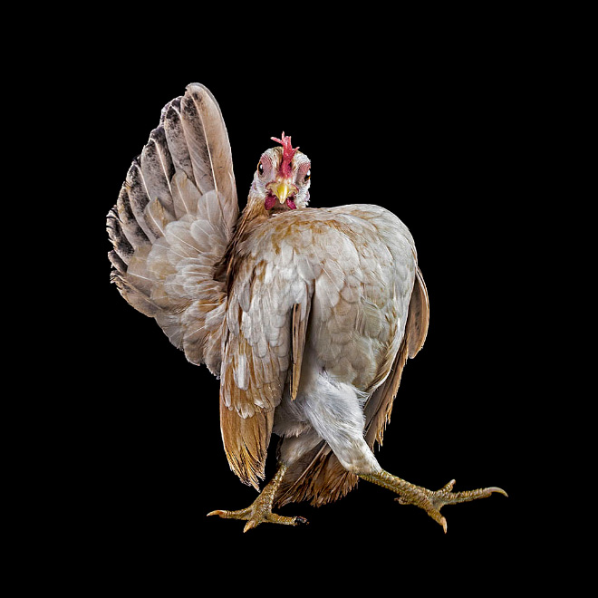 Serama chickens: the most pompous chicken breed.