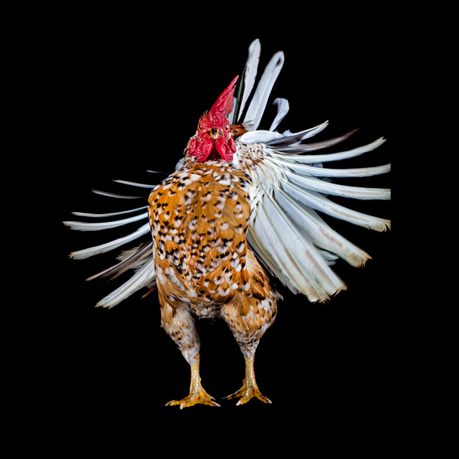 Serama chickens: the most pompous chicken breed.