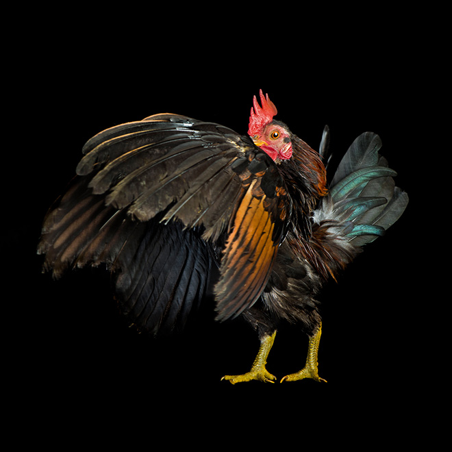 Serama chickens: the most pompous chicken breed.