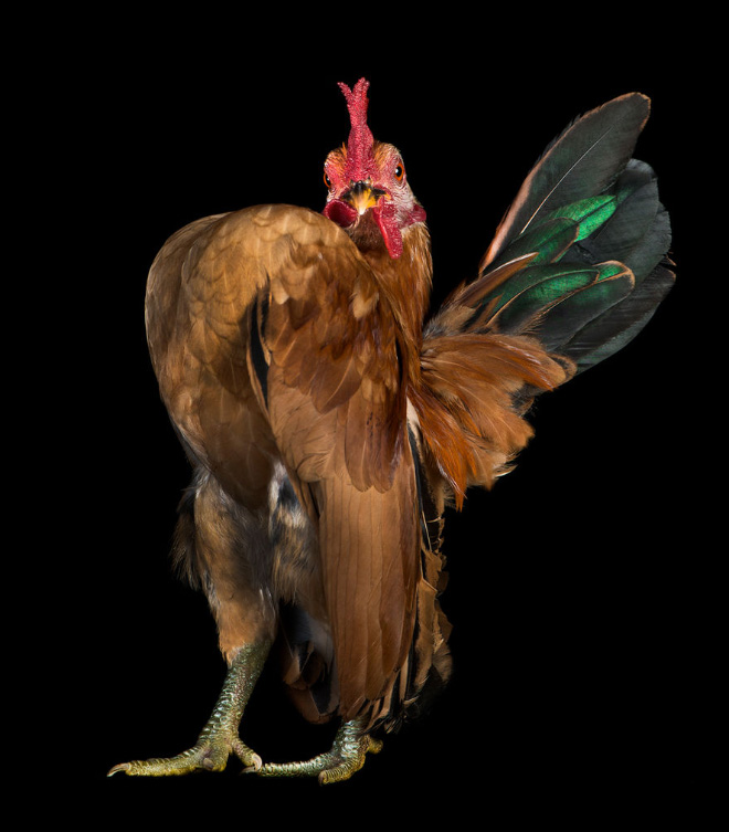 Serama chickens: the most pompous chicken breed.