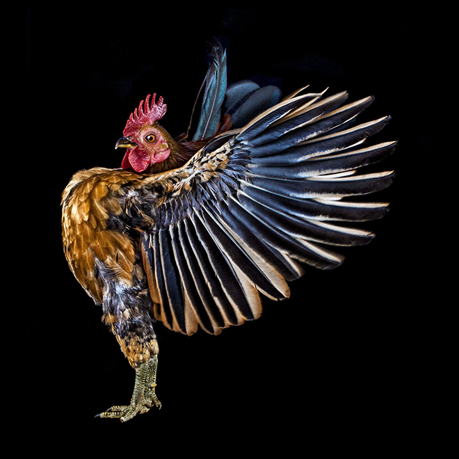 Serama chickens: the most pompous chicken breed.