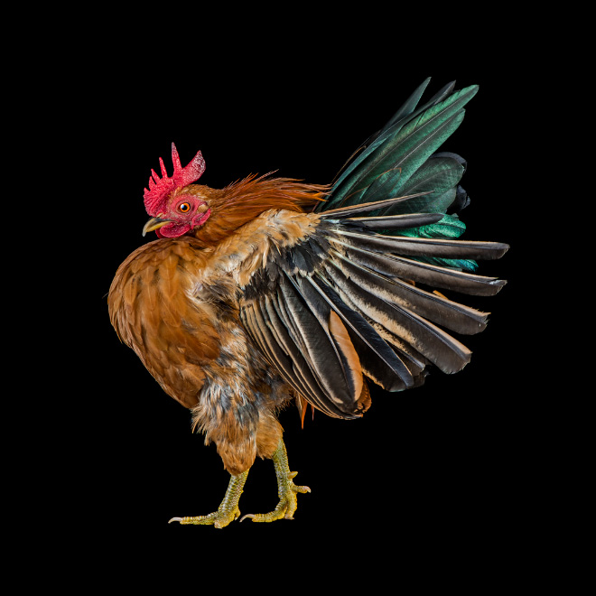 Serama chickens: the most pompous chicken breed.