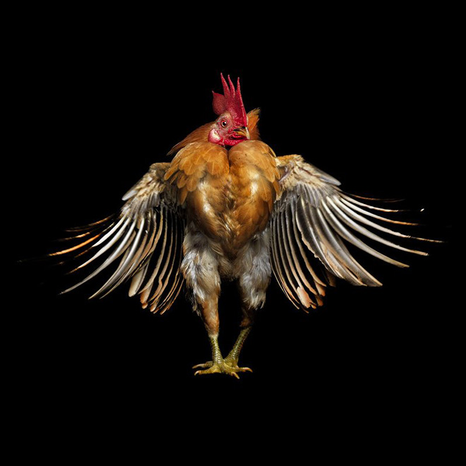 Serama chickens: the most pompous chicken breed.