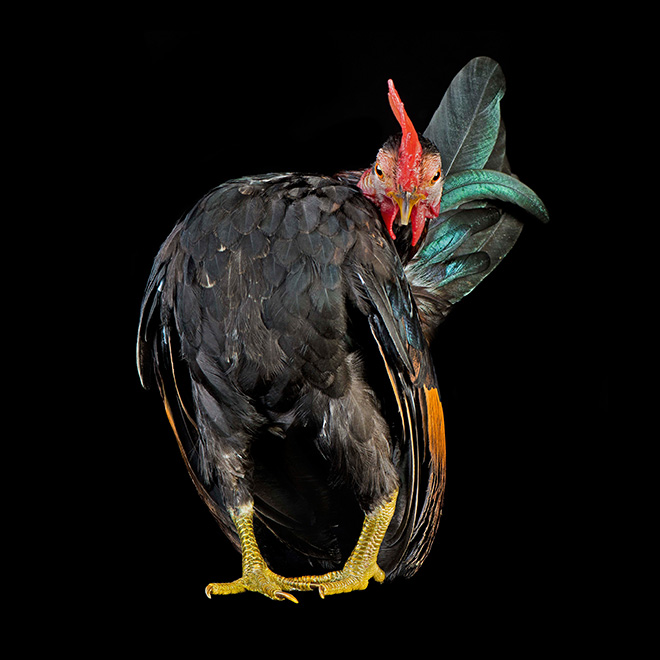 Serama chickens: the most pompous chicken breed.