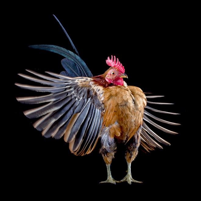 Serama chickens: the most pompous chicken breed.