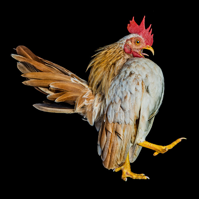 Serama chickens: the most pompous chicken breed.