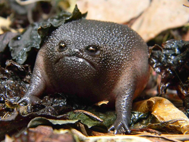 This frog is judging you.