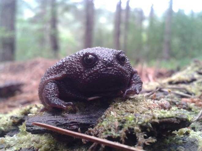 This frog is judging you.