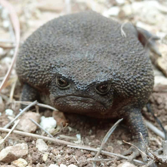 This frog is judging you.