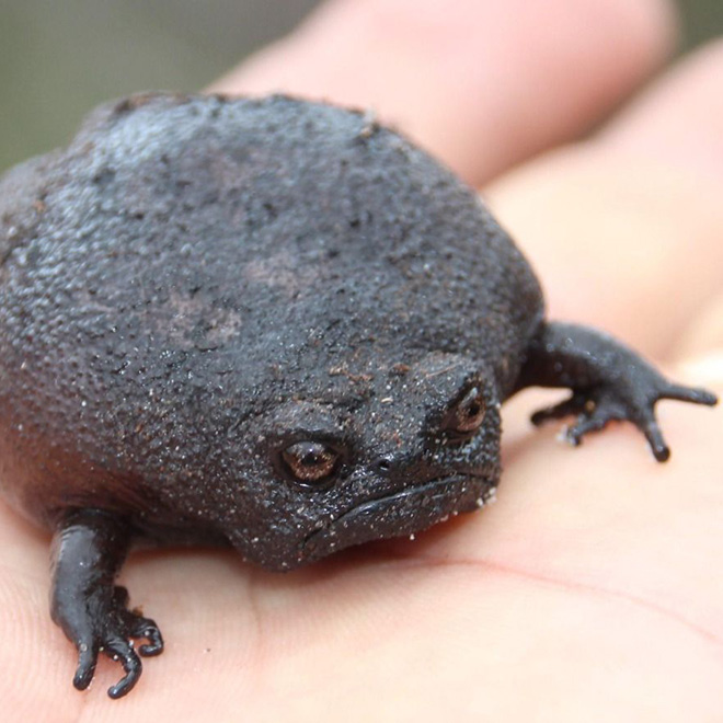 This frog is judging you.