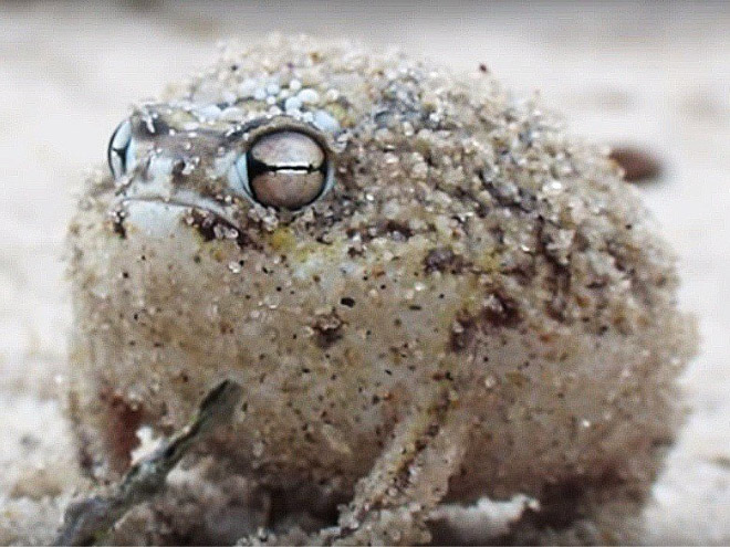 This frog is judging you.