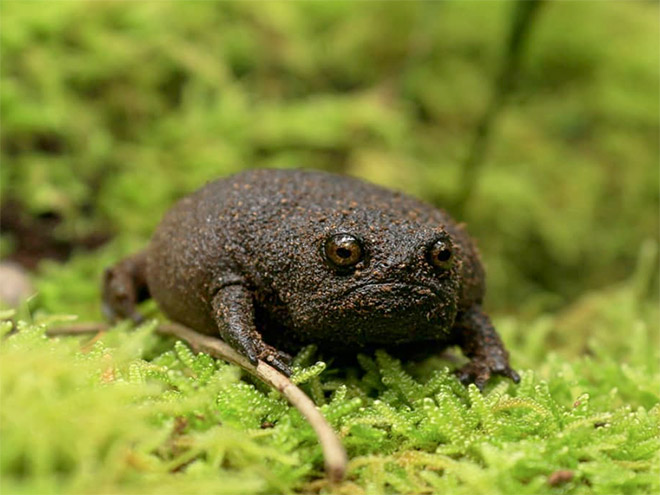 This frog is judging you.