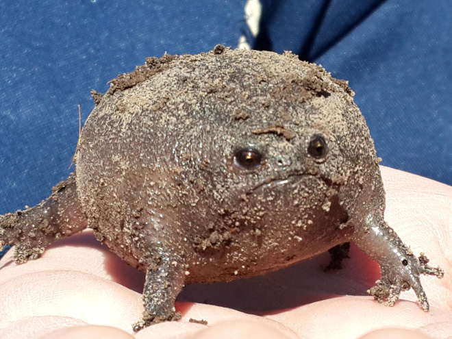 This frog is judging you.