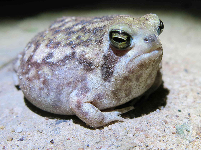 This frog is judging you.