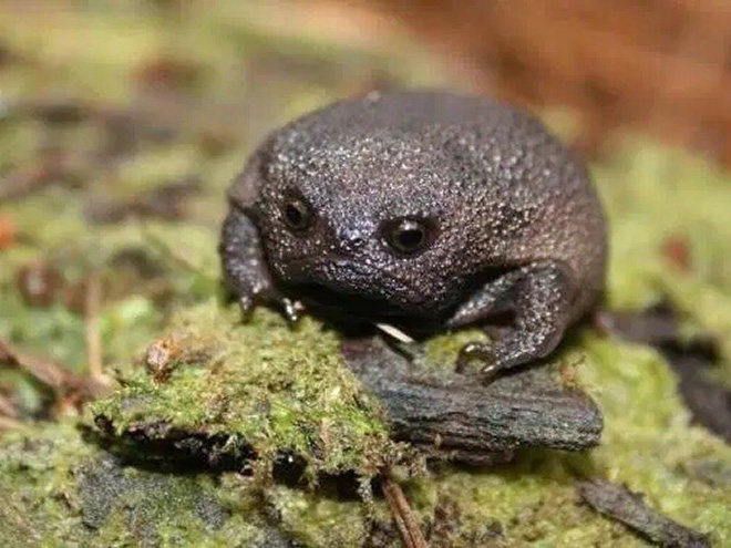 This frog is judging you.