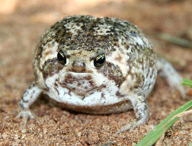 This frog is judging you.