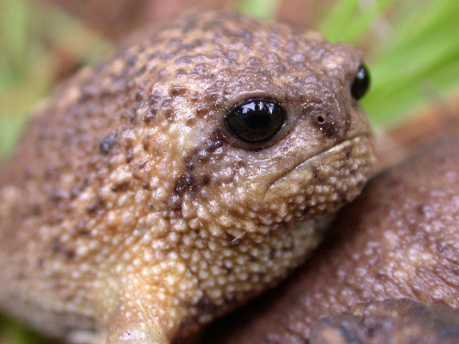 This frog is judging you.