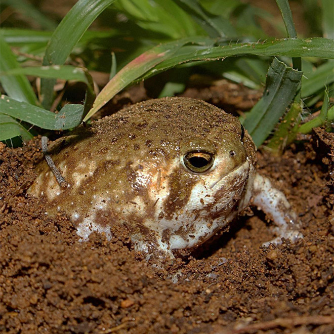 This frog is judging you.