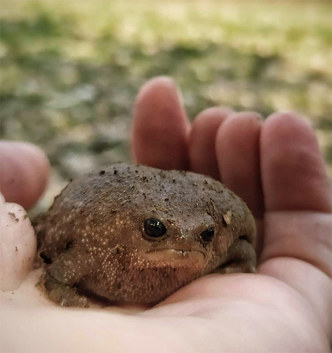 This frog is judging you.