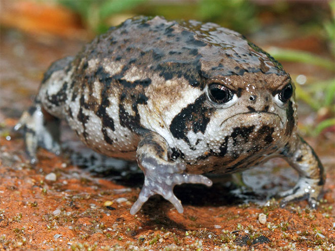 This frog is judging you.