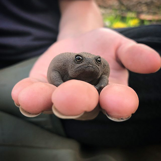 This frog is judging you.