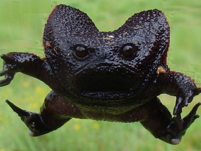 This frog is judging you.