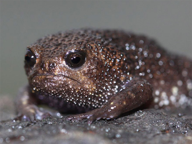 This frog is judging you.