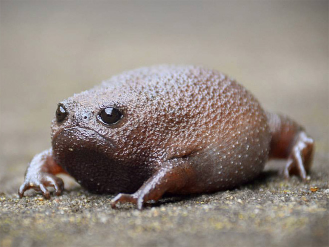 This frog is judging you.