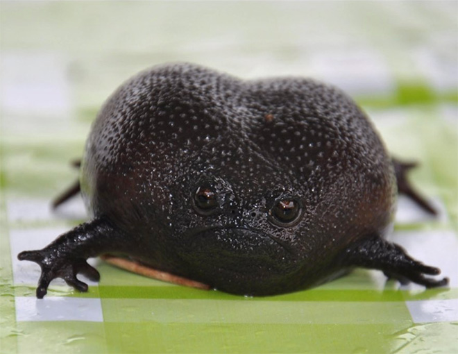 This frog is judging you.