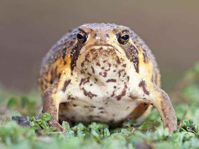 This frog is judging you.