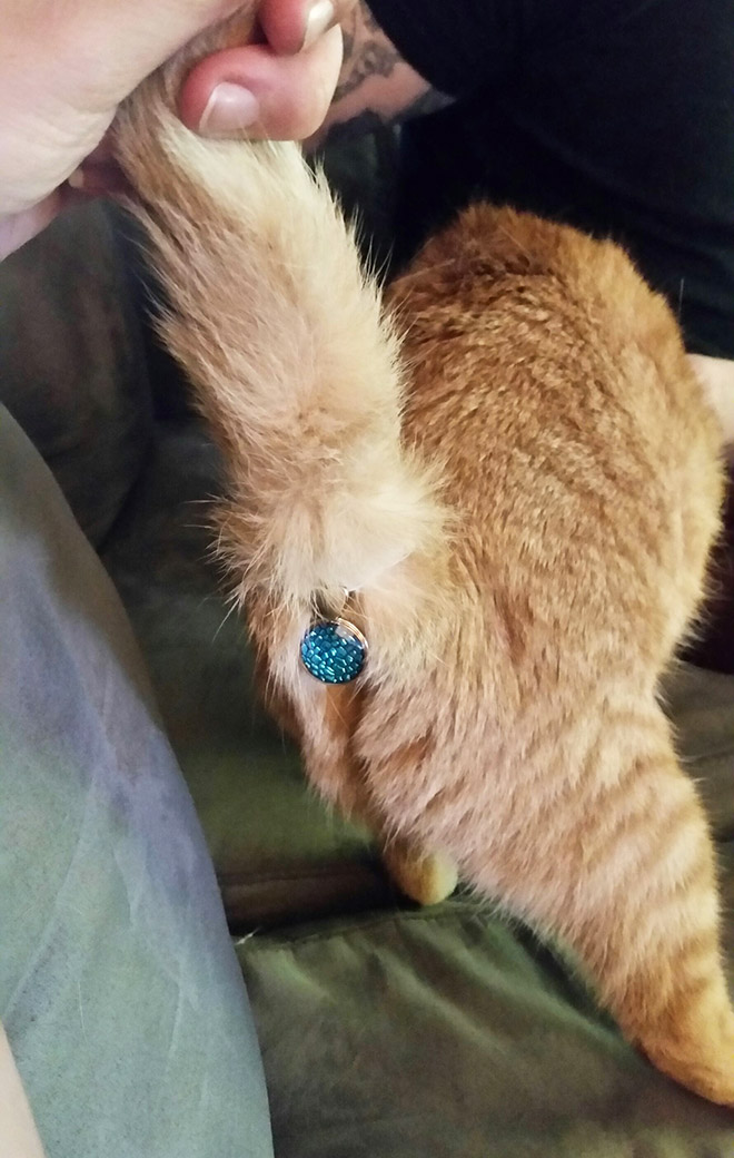Twinkle Tush cat butt bling.