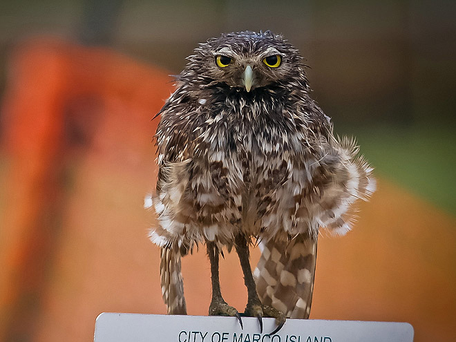 Wet owls are hilariously grumpy.